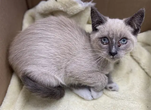 Billis - Siamese