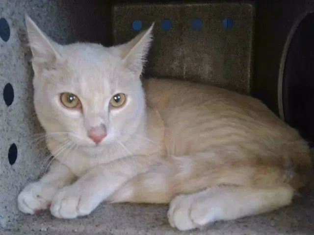 Apicot - Domestic Short Hair