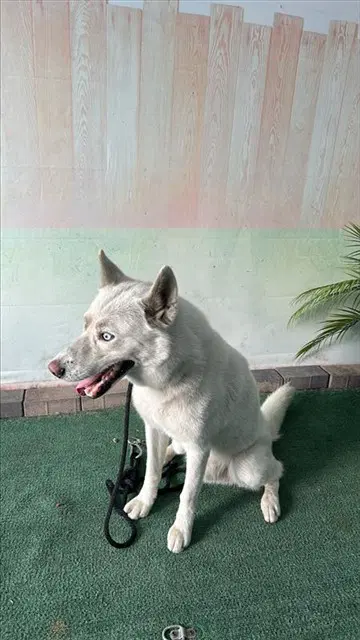 Zacate - Siberian Husky