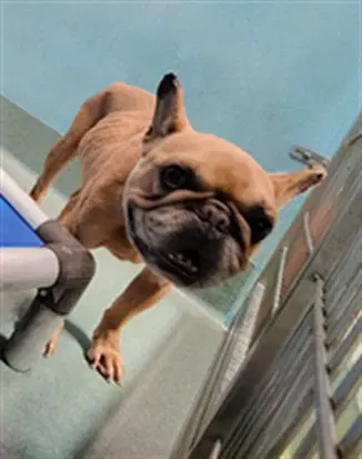 Antonio - French Bulldog