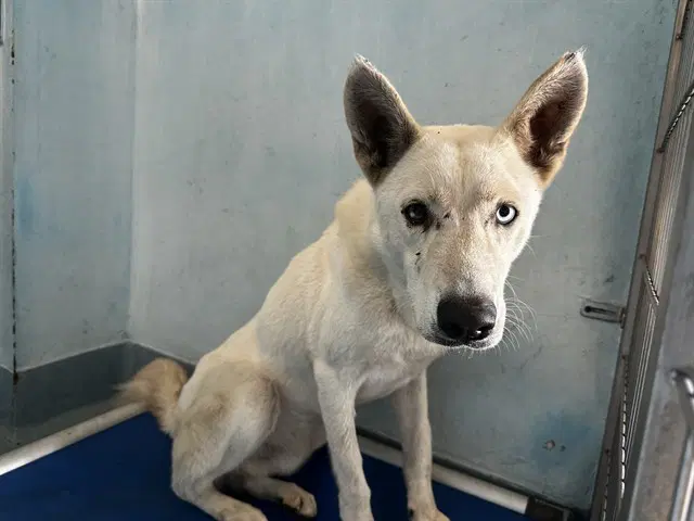 Unknown - Husky