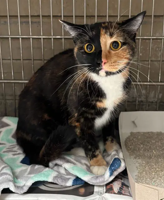 Bella - Domestic Short Hair