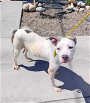 Lucy - American Staffordshire Terrier