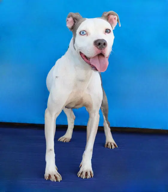 Lucy - American Staffordshire Terrier