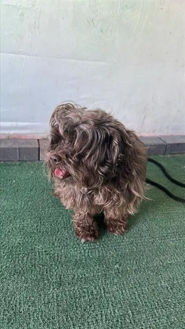 Unknown - Terrier