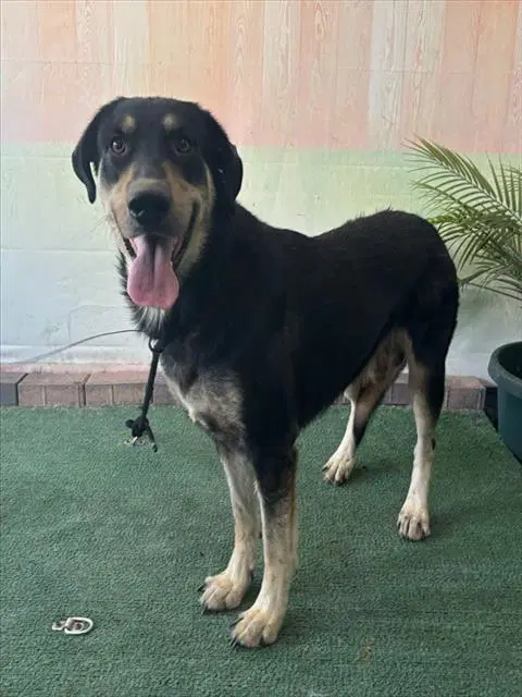 Oso - German Shepherd Dog