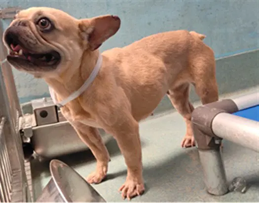 Selma - French Bulldog