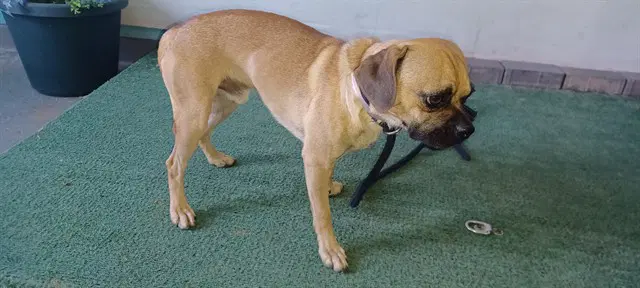Unknown - Pug