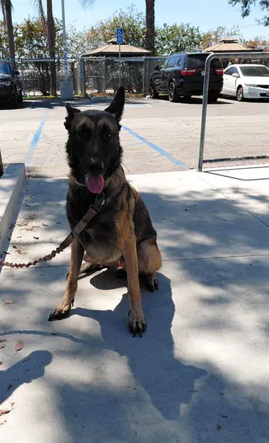 Boba - Belgian Shepherd Malinois