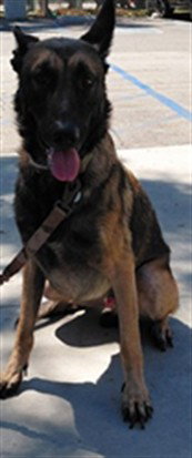 BOBA, a dog for adoption from Los Angeles County Animal Control - Baldwin Park