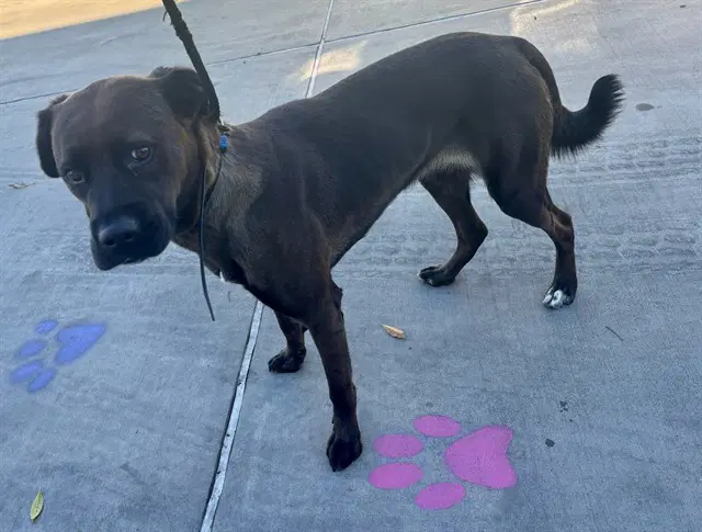 Shadow - Labrador Retriever