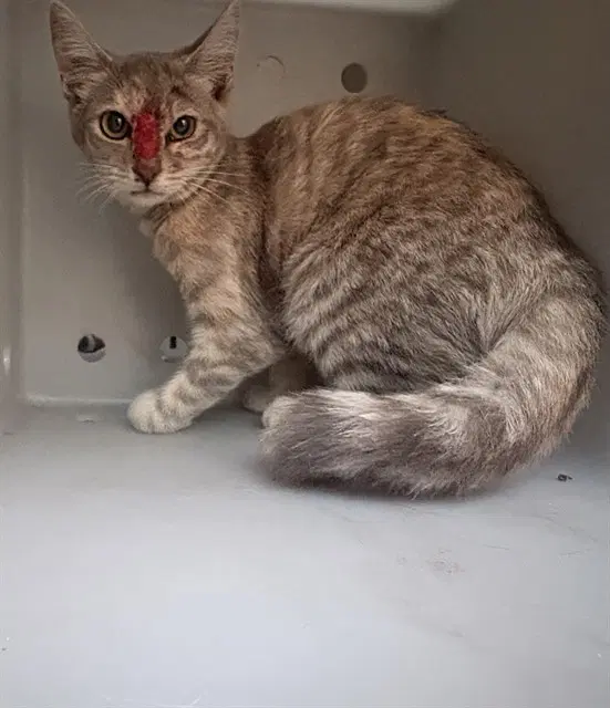 Unknown - Domestic Short Hair