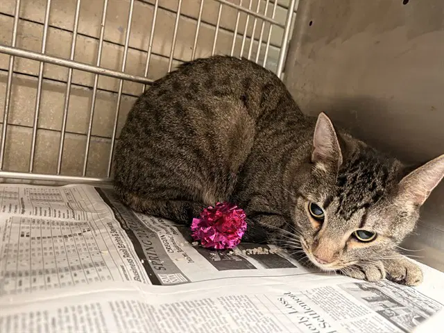 Tabby - Domestic Short Hair