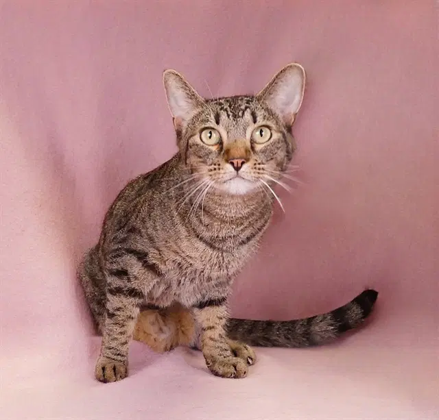 Tabby - Domestic Short Hair