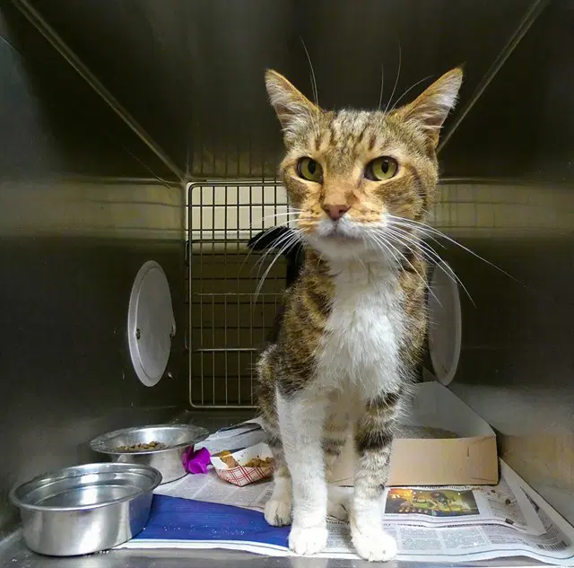 Logan - Domestic Medium Hair