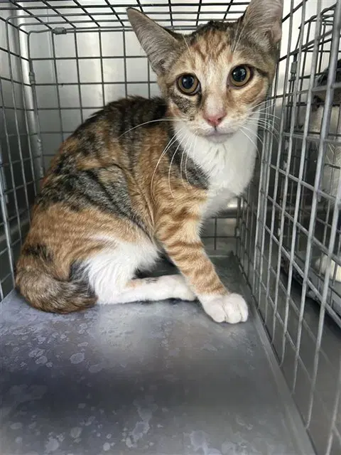 Unknown - Domestic Short Hair