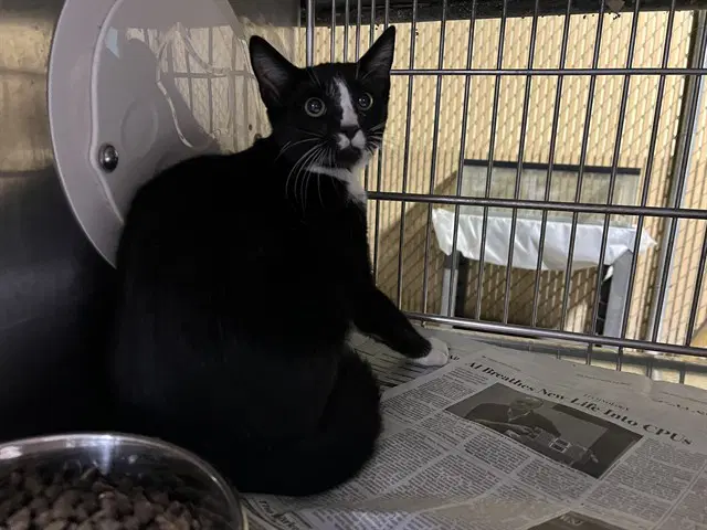 Barrel - Domestic Short Hair