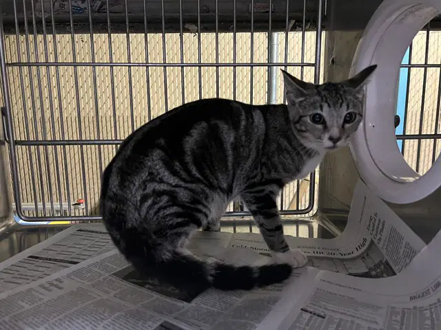 Alani - Domestic Short Hair