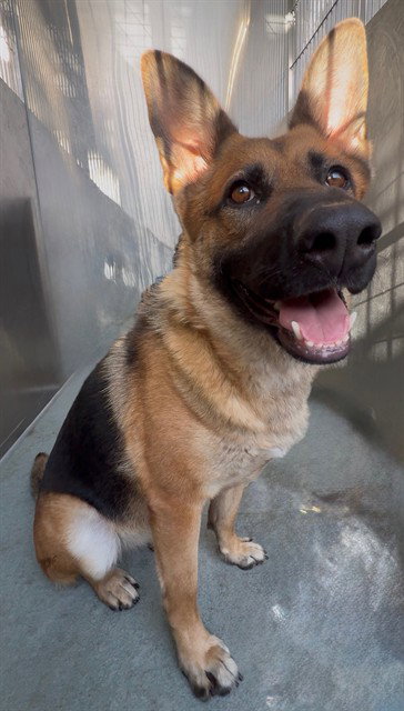 ELSA, a dog for adoption from Los Angeles County Animal Control - Baldwin Park