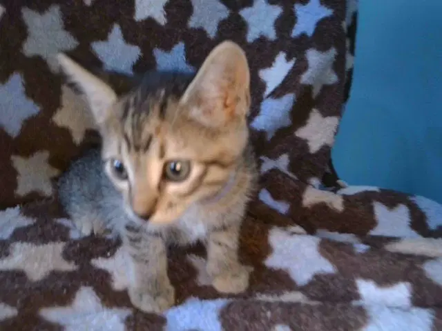 Unknown - Domestic Short Hair