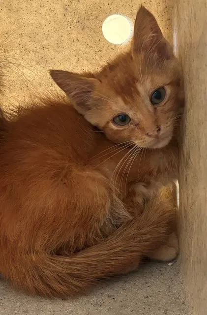 Unknown - Domestic Medium Hair
