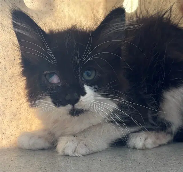 Unknown - Domestic Medium Hair