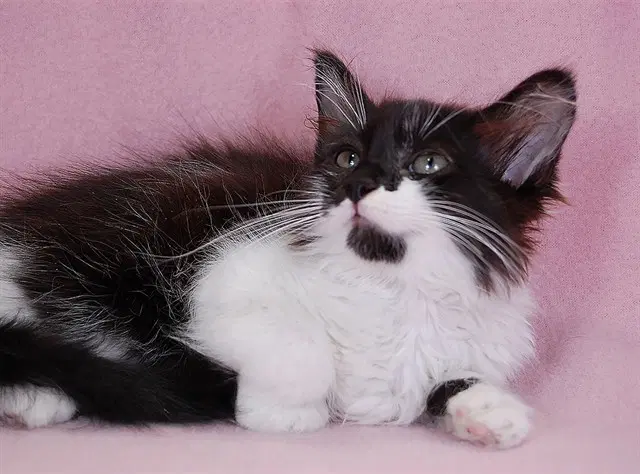 Unknown - Domestic Medium Hair