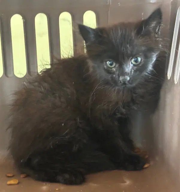 Unknown - Domestic Medium Hair