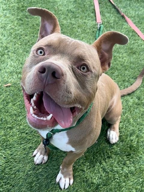 WOMBAT, a dog for adoption from Los Angeles County Animal Control - Baldwin Park