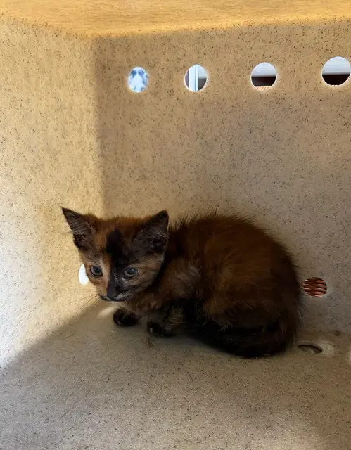 Shelby - Domestic Short Hair