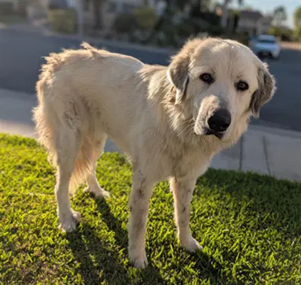 Ladybug - Great Pyrenees