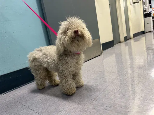Pinky - Poodle (Miniature)