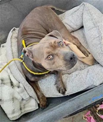 Dandelion - Pit Bull Terrier