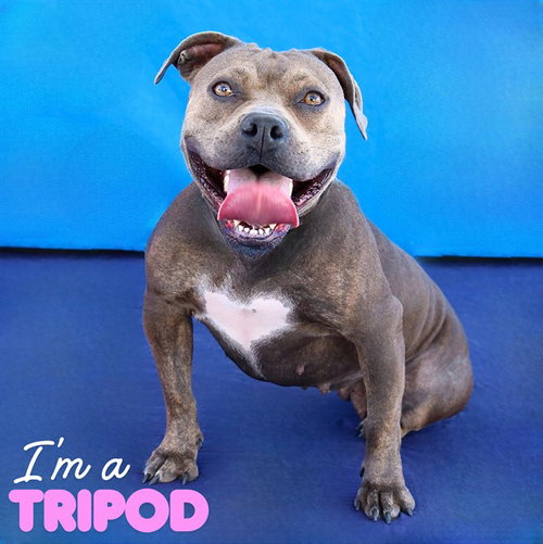Dandelion, Pit Bull Terrier (medium coat)