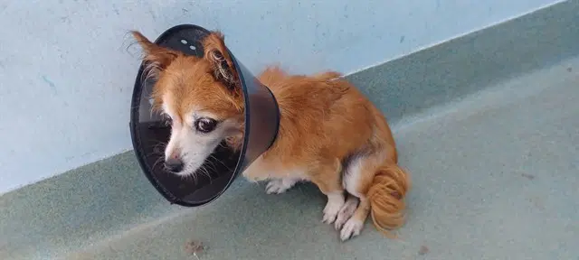 Spaghetti - Chihuahua