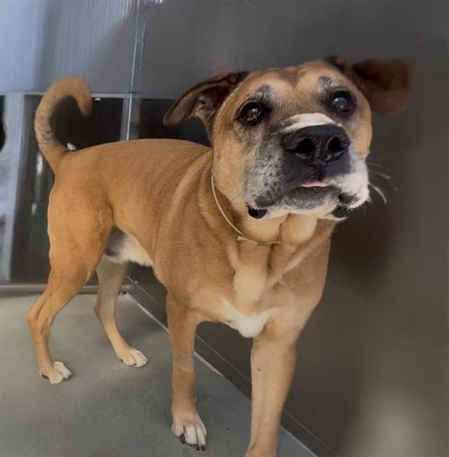 BULLWINKLE, a dog for adoption from Los Angeles County Animal Control - Baldwin Park