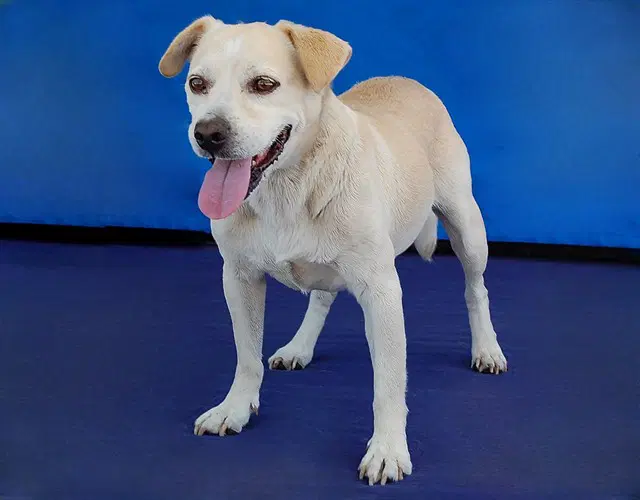 Payaso - Chihuahua