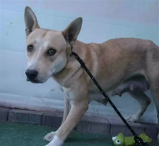 Ginger - German Shepherd Dog