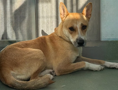 GINGER, a dog for adoption from Los Angeles County Animal Control - Baldwin Park