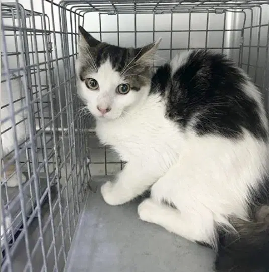 Unknown - Domestic Medium Hair