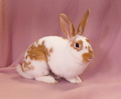 NOVA, a rabbit for adoption from Los Angeles County Animal Control - Baldwin Park