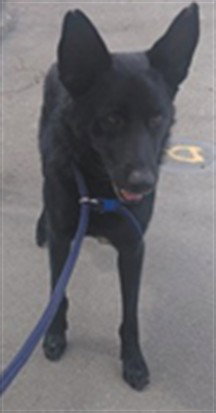 ALPHA, a dog for adoption from Los Angeles County Animal Control - Baldwin Park