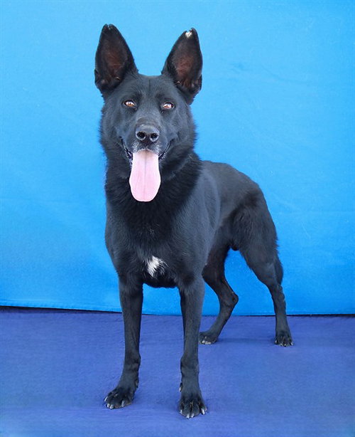 Alpha, German Shepherd Dog (medium coat)