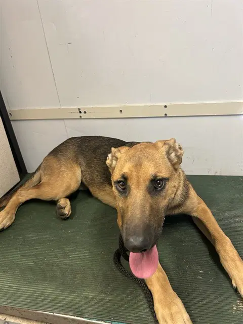 Willow - German Shepherd Dog