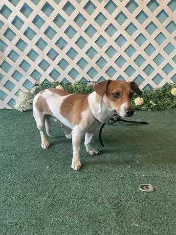 Max - Jack Russell Terrier (Parson Russell Terrier)