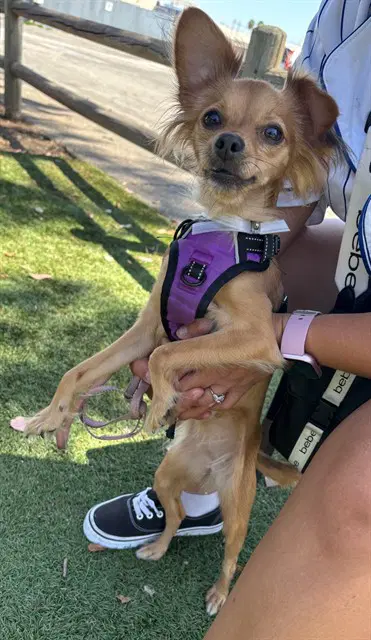 Princess - Chihuahua