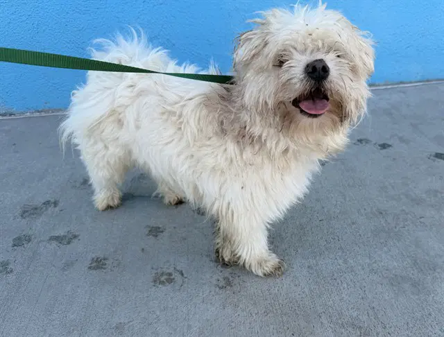 Melon - Maltese