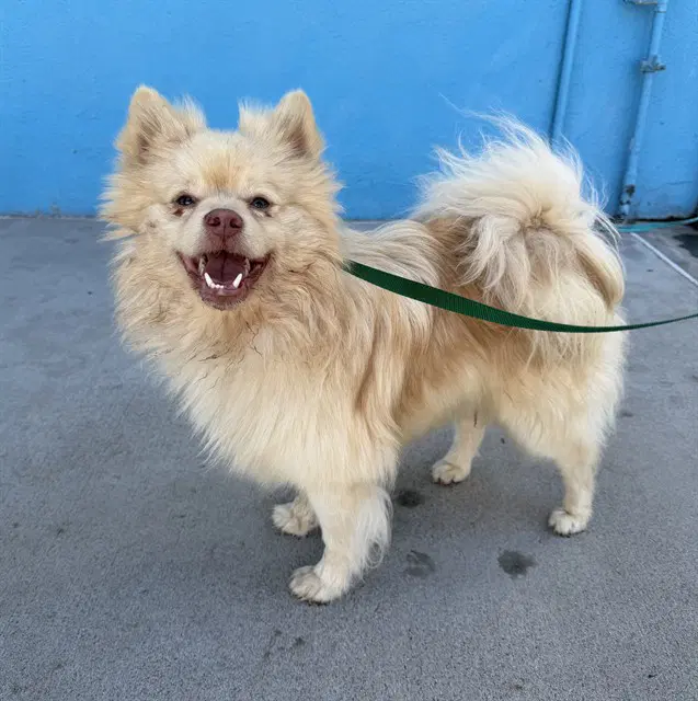 Kiwi - Pomeranian