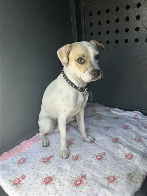 Puppy - Terrier