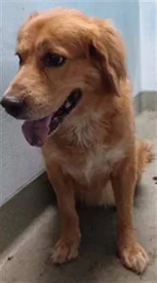 Spencer - Golden Retriever